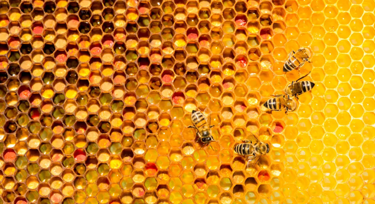 Cadre avec différents pollen en cellule avec abeilles