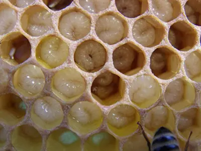 Larves de mâles d'abeilles dans les cellules