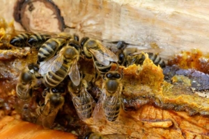 Les abeilles bâtissent un mur de propolis