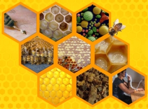Les produits de la ruche