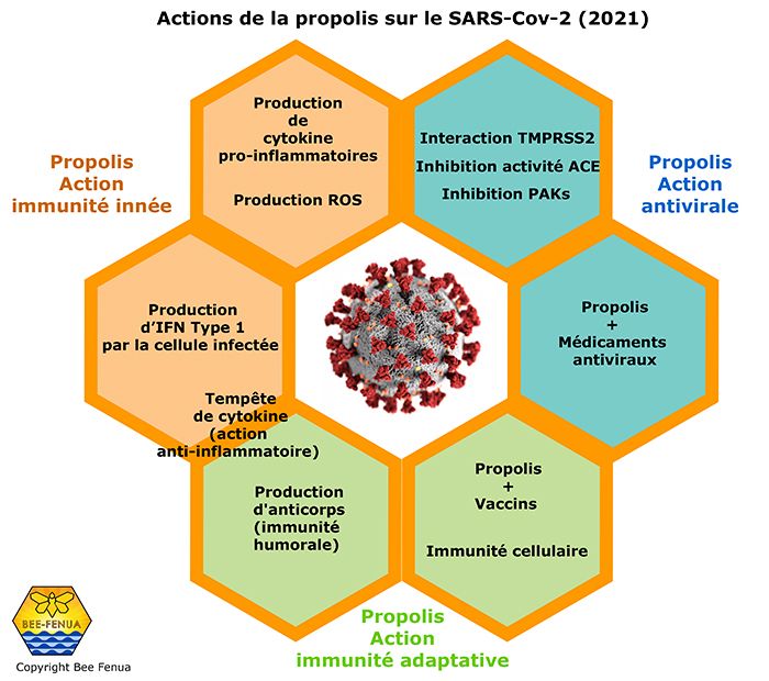 Actions de la propolis sur le SARS Cov 2