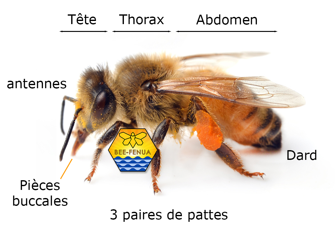 Morphologie de l'abeille
