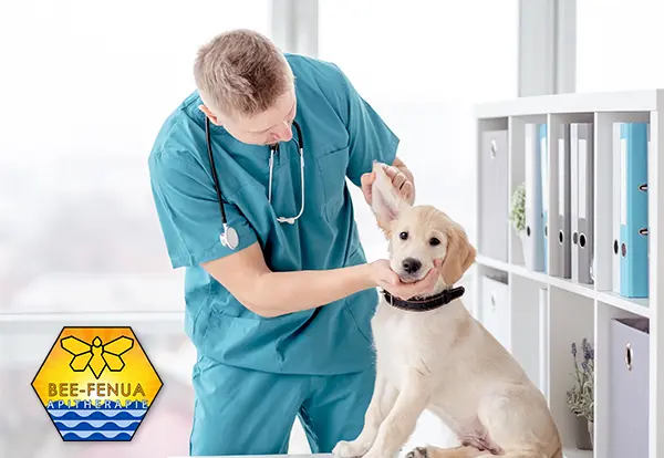 Apithérapie vétérinaire sur un chien