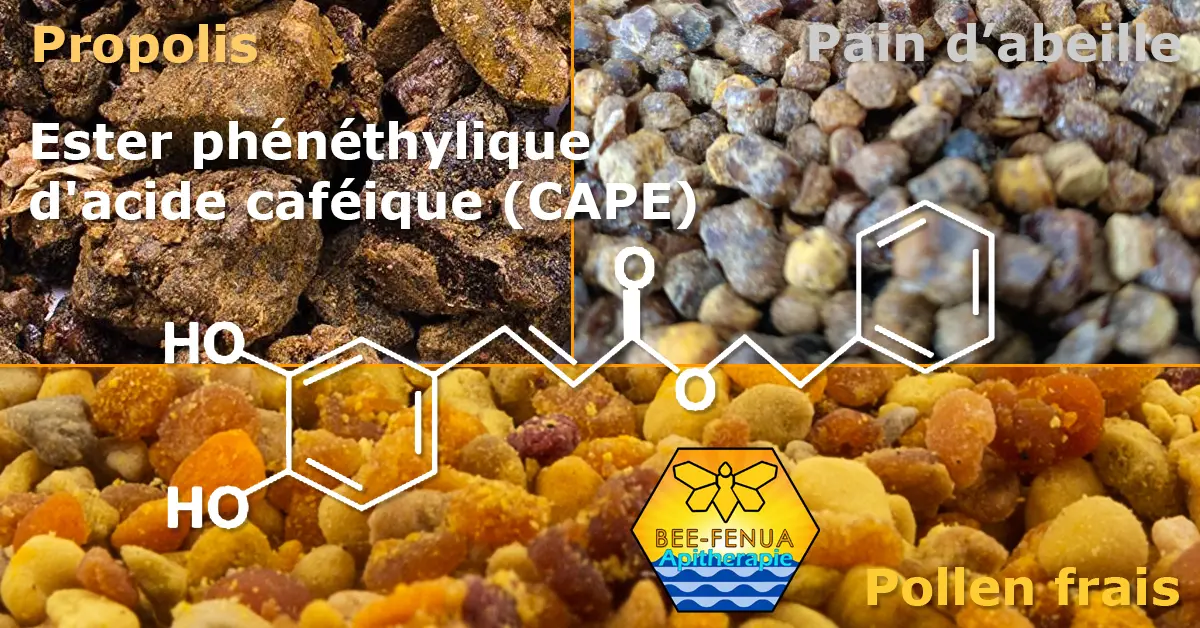 L'ester phénéthylique d'acide caféique formule