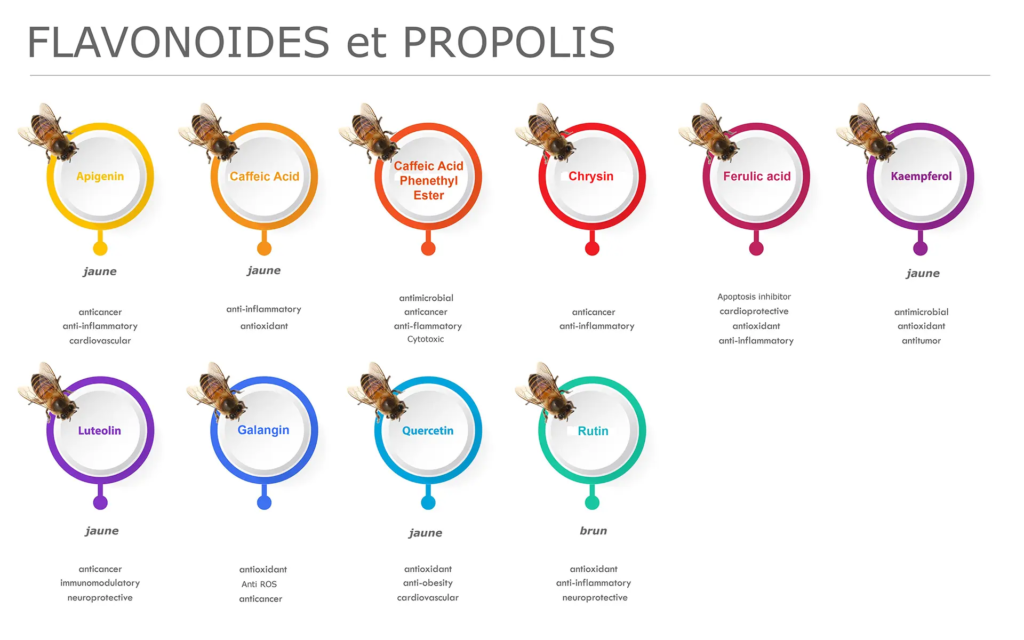 Liste des polyphénols et flavonoïdes dans les produits de la ruche