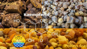 Formule du Kaempférol, propolis, pollen frais, pain d'abeille