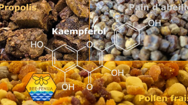 Formule du Kaempférol, propolis, pollen frais, pain d'abeille