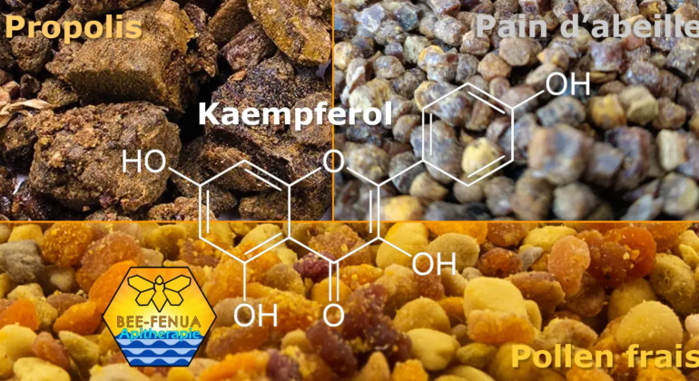 Formule du Kaempférol, propolis, pollen frais, pain d'abeille