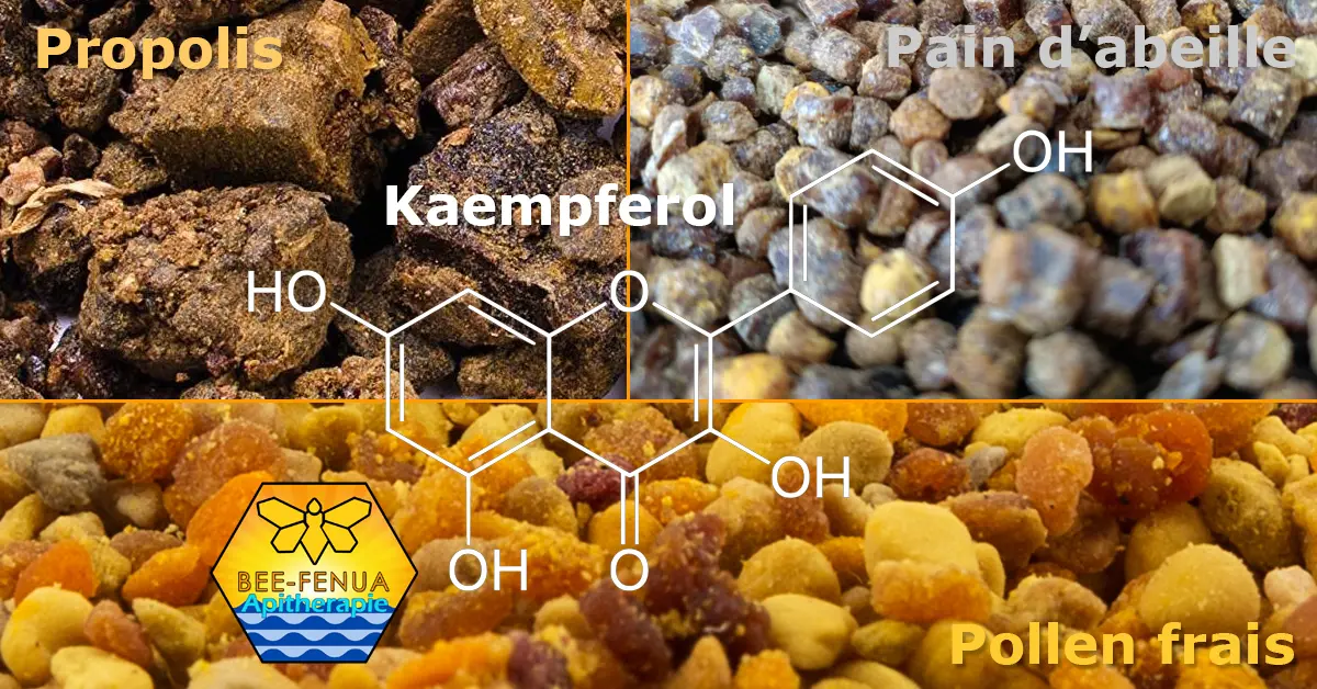 Formule du Kaempférol, propolis, pollen frais, pain d'abeille