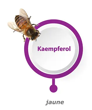 Liens vers Kampférol