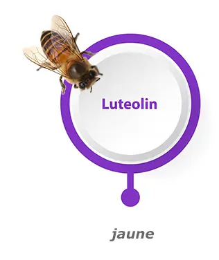 Liens vers Lutéoline