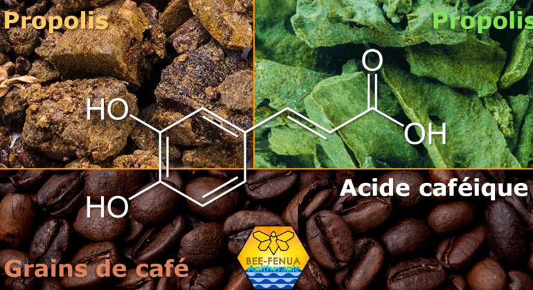 Formule chimique acide caféique et les propolis