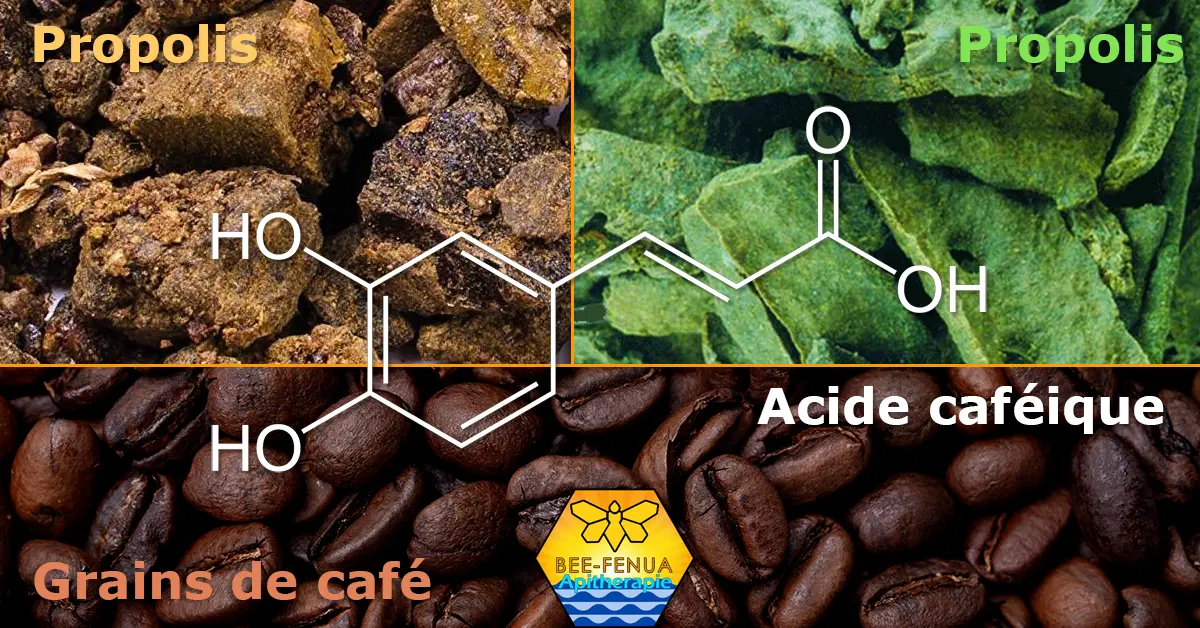 Formule chimique acide caféique et les propolis