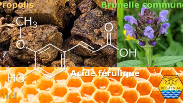 Acide férulique, miel et propolis