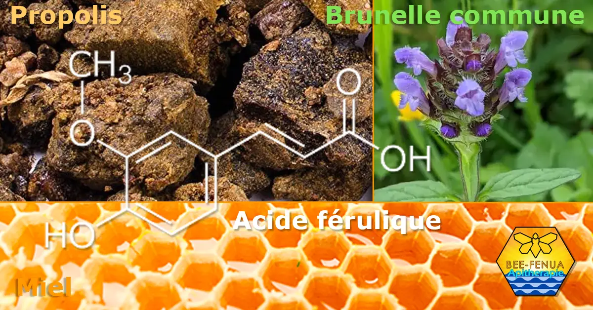 Acide férulique, miel et propolis