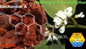 Biochanine-A et propolis rouge