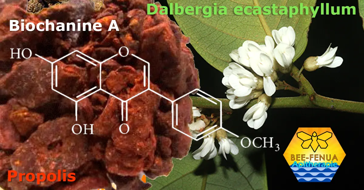 Biochanine-A et propolis rouge