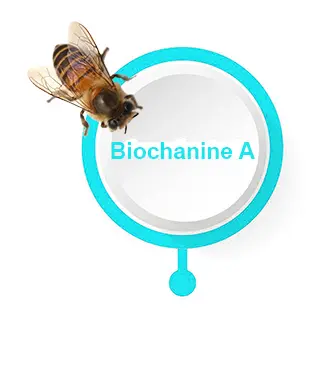 Lien vers Biochanine A