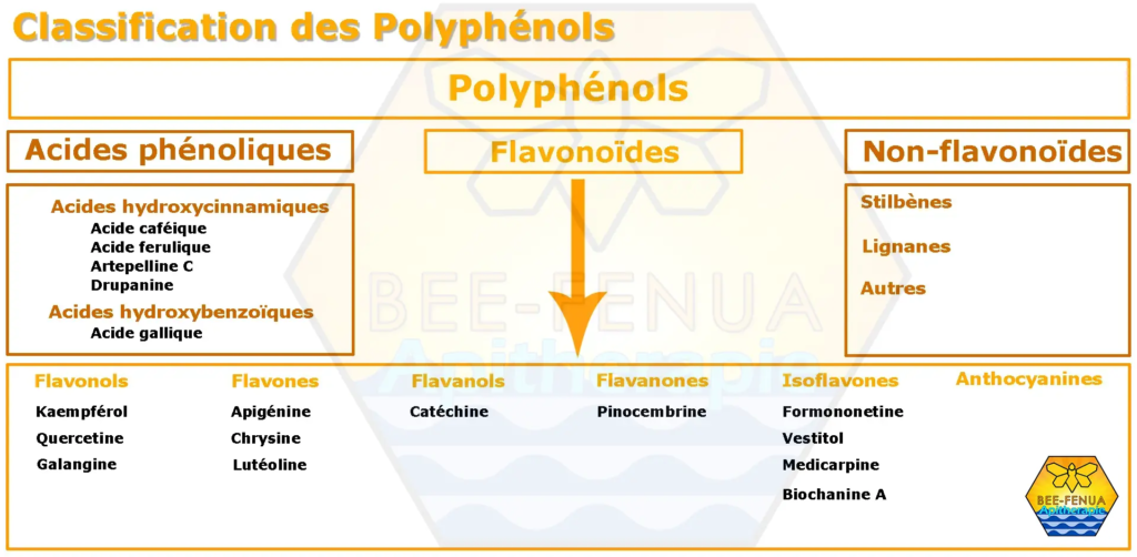 Classification des polyphénols des produits de la ruche