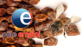 Apithérapie abeilles au chômage