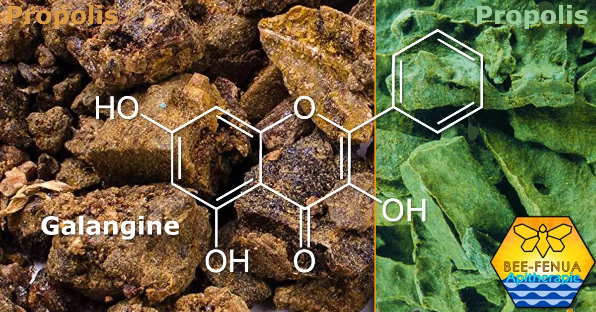 Galangine et propolis verte et brune