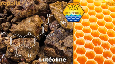 Lutéoline structure chimique, miel et propolis