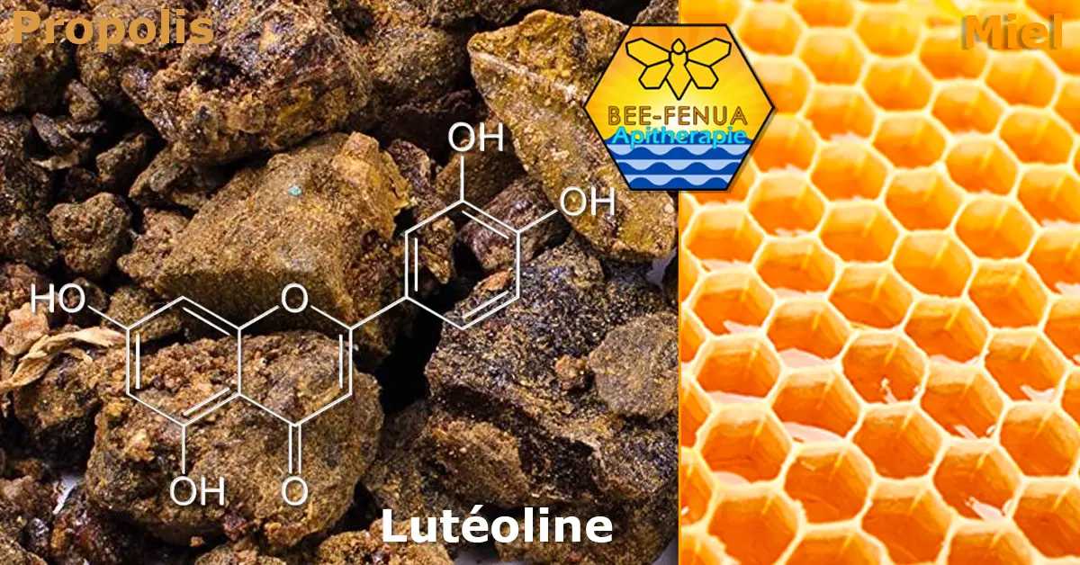 Lutéoline structure chimique, miel et propolis