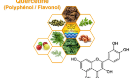Quercétine sources florales