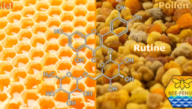 Rutine pollen et miel