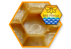 Alvéoles avec gelée royale et larves d'abeille