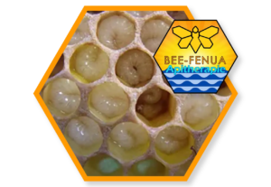 Larve d'abeille de faux-bourdons