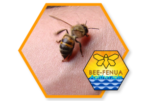 Abeille piquant et injectant son venin : apipuncture